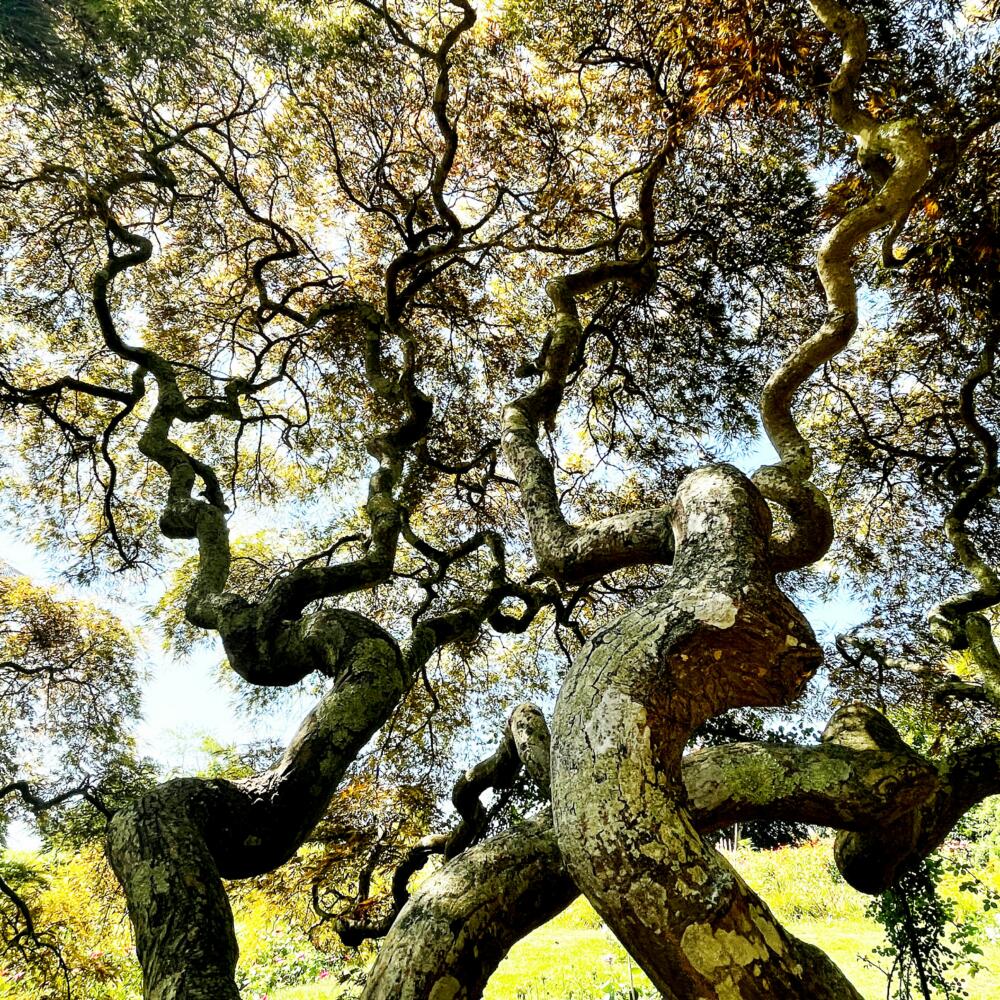 Family trees Australia